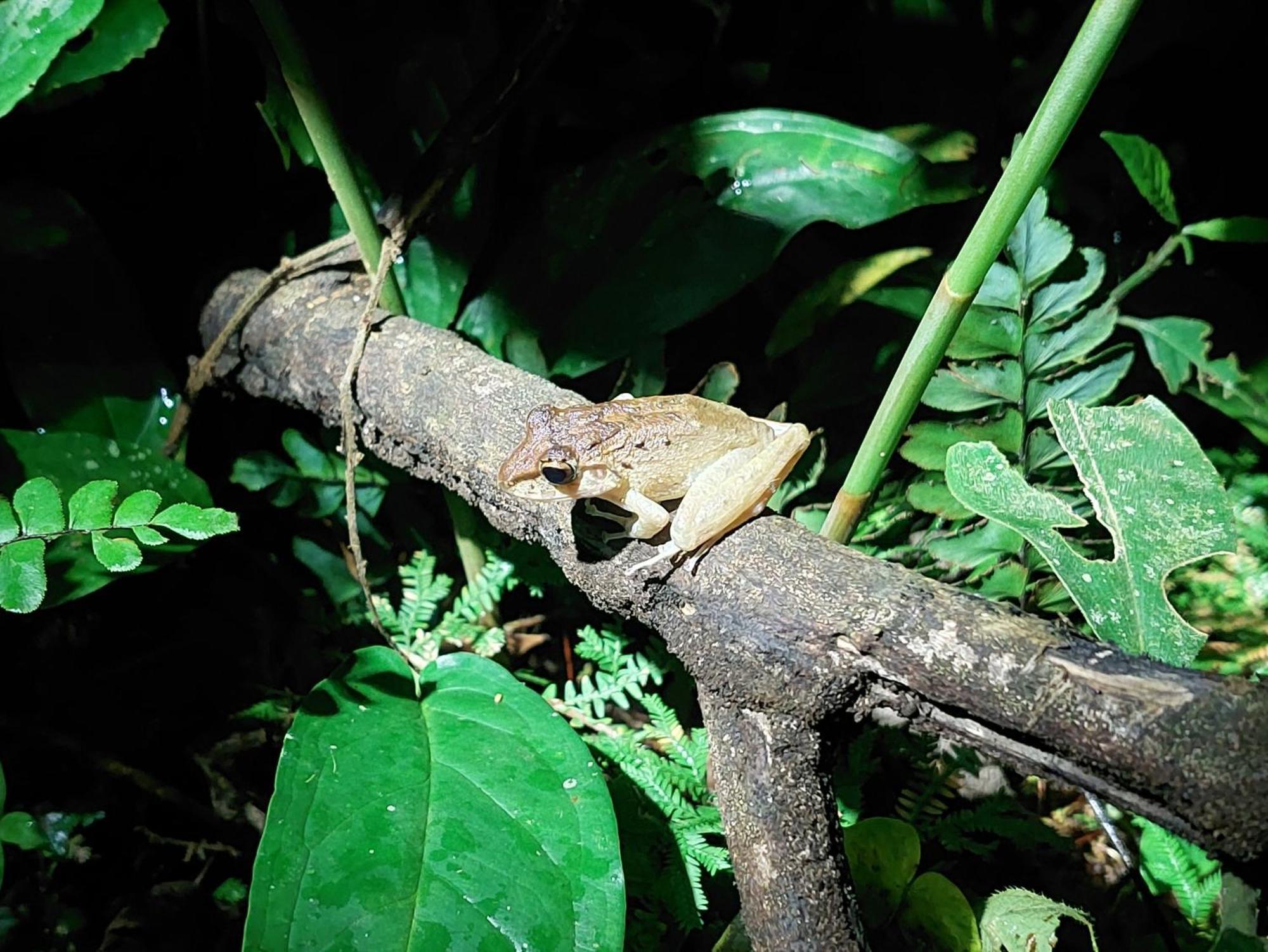 Hope Garden, Sarapiqui, We Connect You With The Sarapiqui Tropical Forest Екстериор снимка