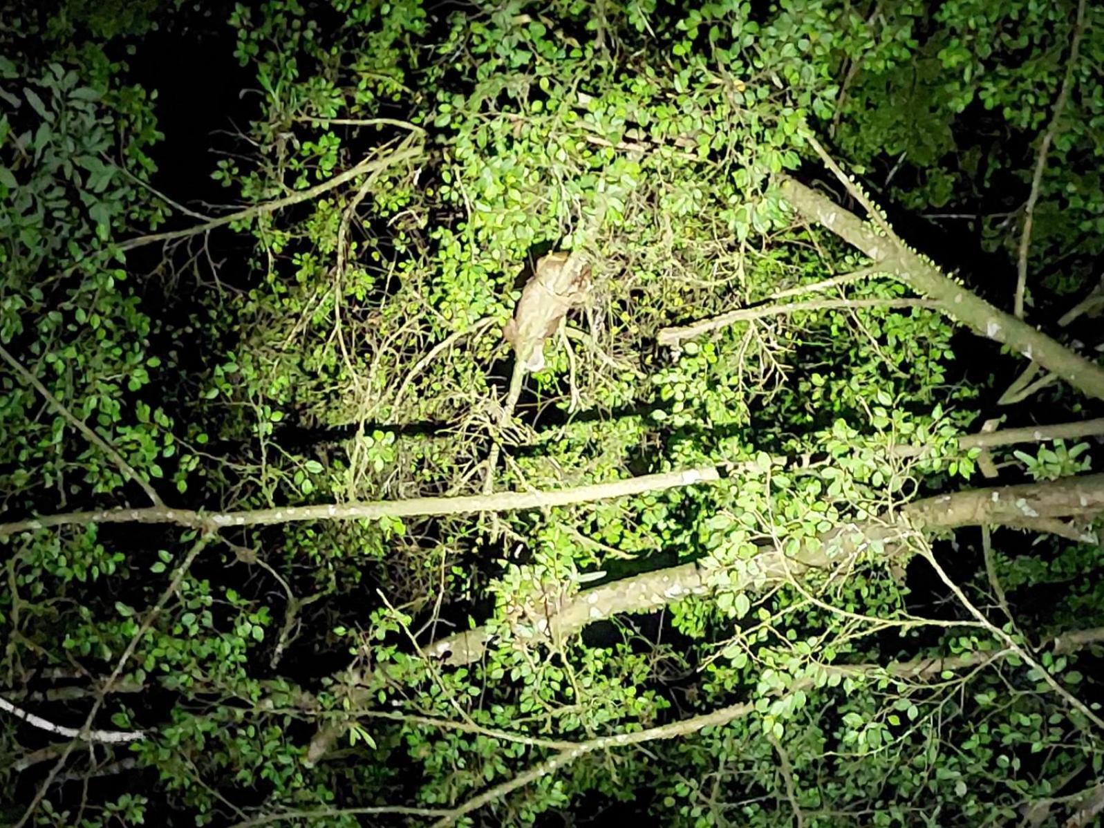 Hope Garden, Sarapiqui, We Connect You With The Sarapiqui Tropical Forest Екстериор снимка