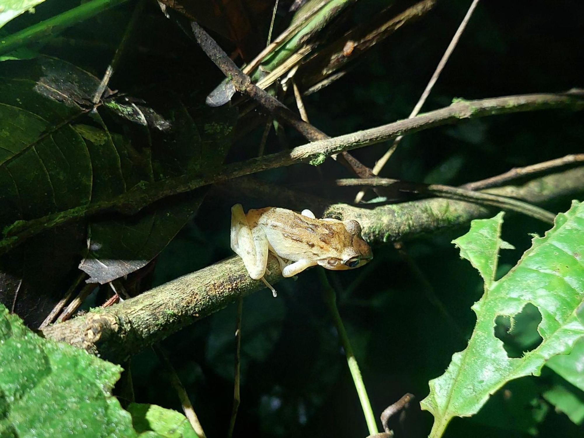 Hope Garden, Sarapiqui, We Connect You With The Sarapiqui Tropical Forest Екстериор снимка