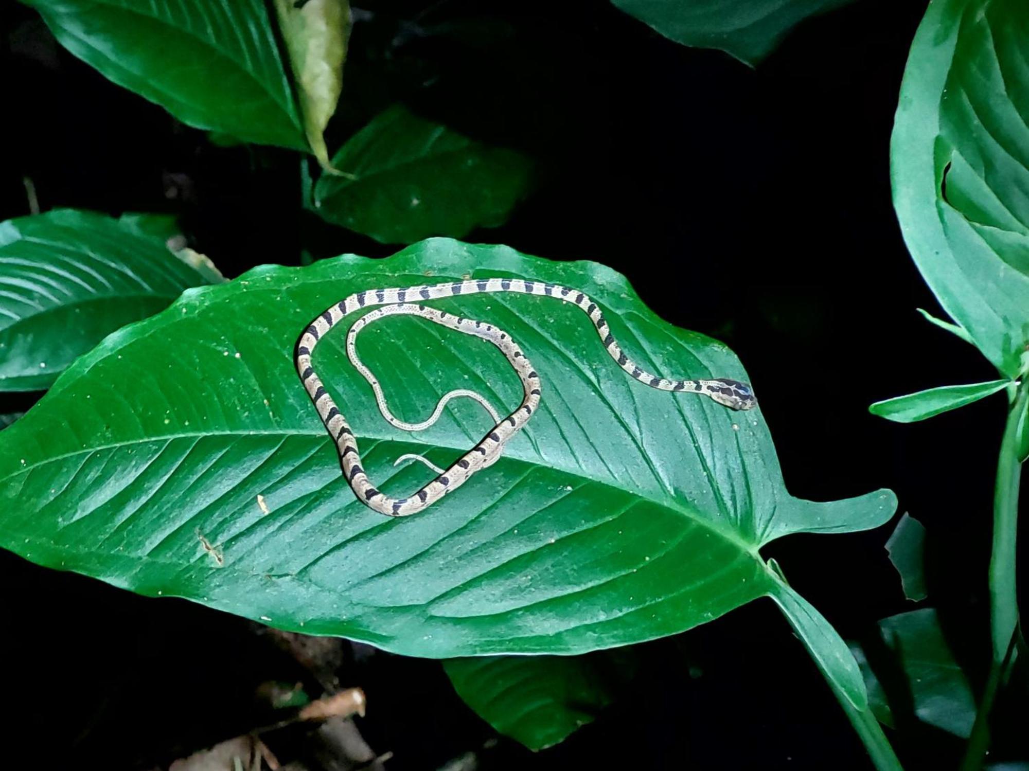 Hope Garden, Sarapiqui, We Connect You With The Sarapiqui Tropical Forest Екстериор снимка