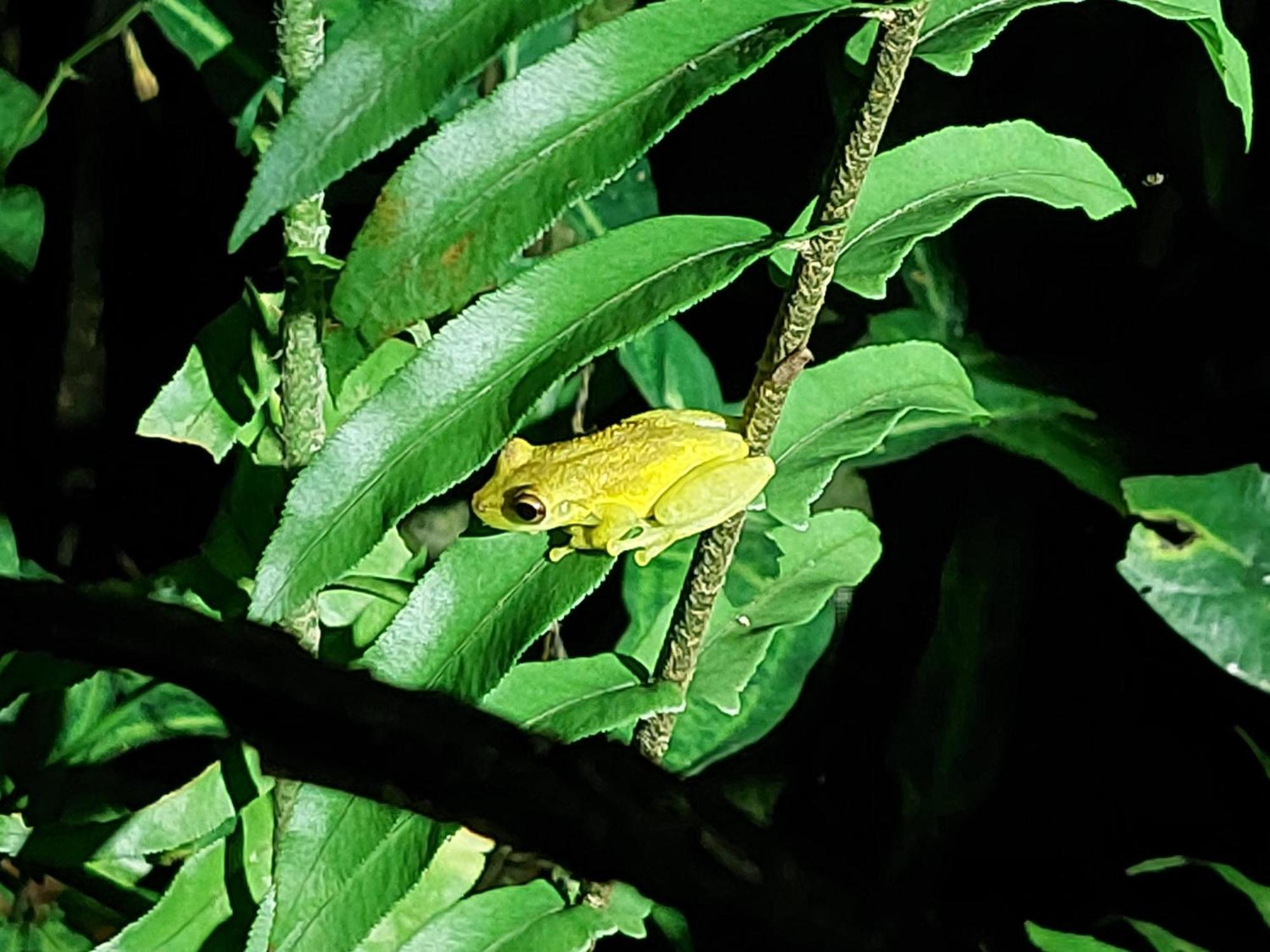 Hope Garden, Sarapiqui, We Connect You With The Sarapiqui Tropical Forest Екстериор снимка