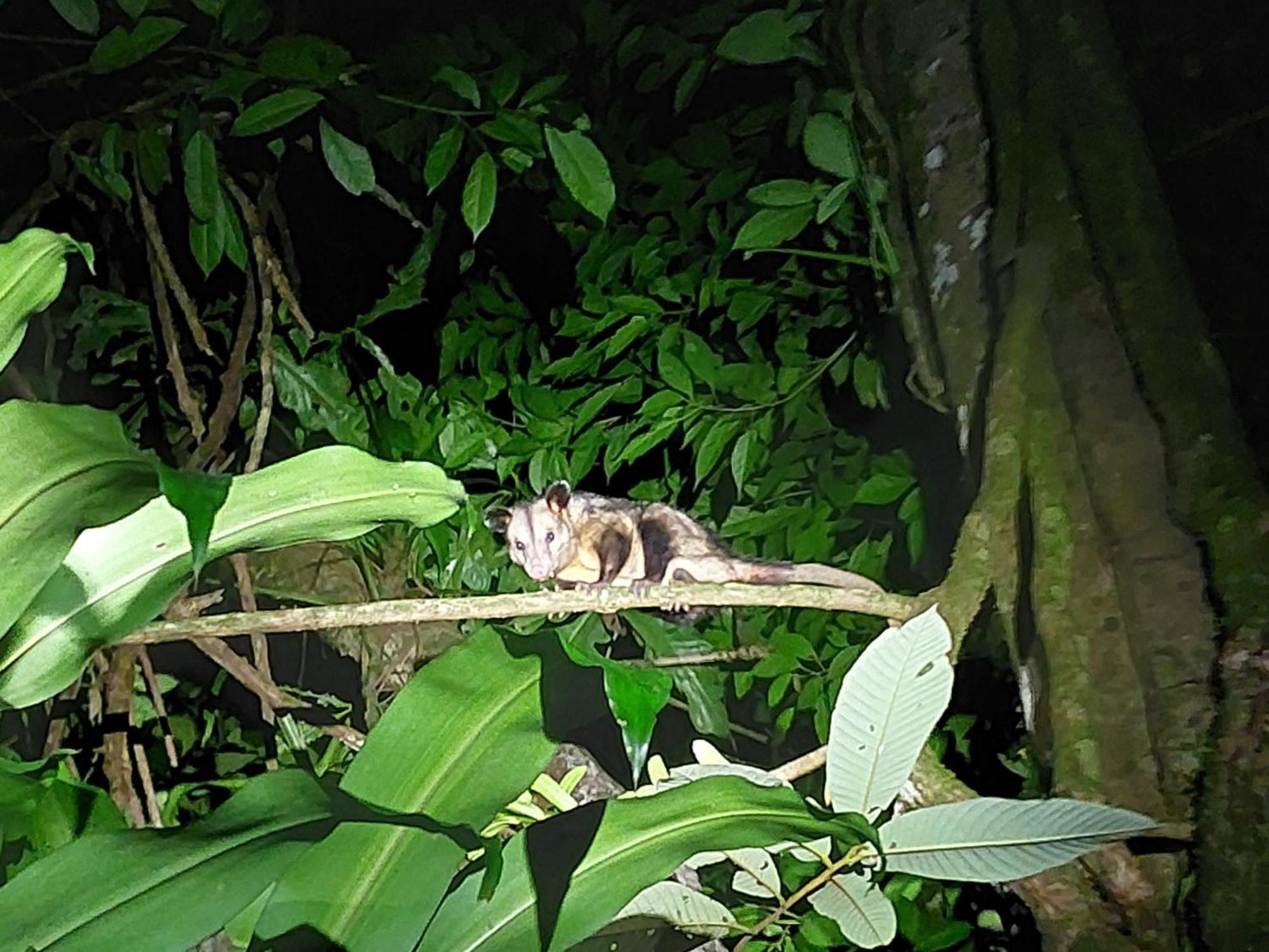 Hope Garden, Sarapiqui, We Connect You With The Sarapiqui Tropical Forest Екстериор снимка