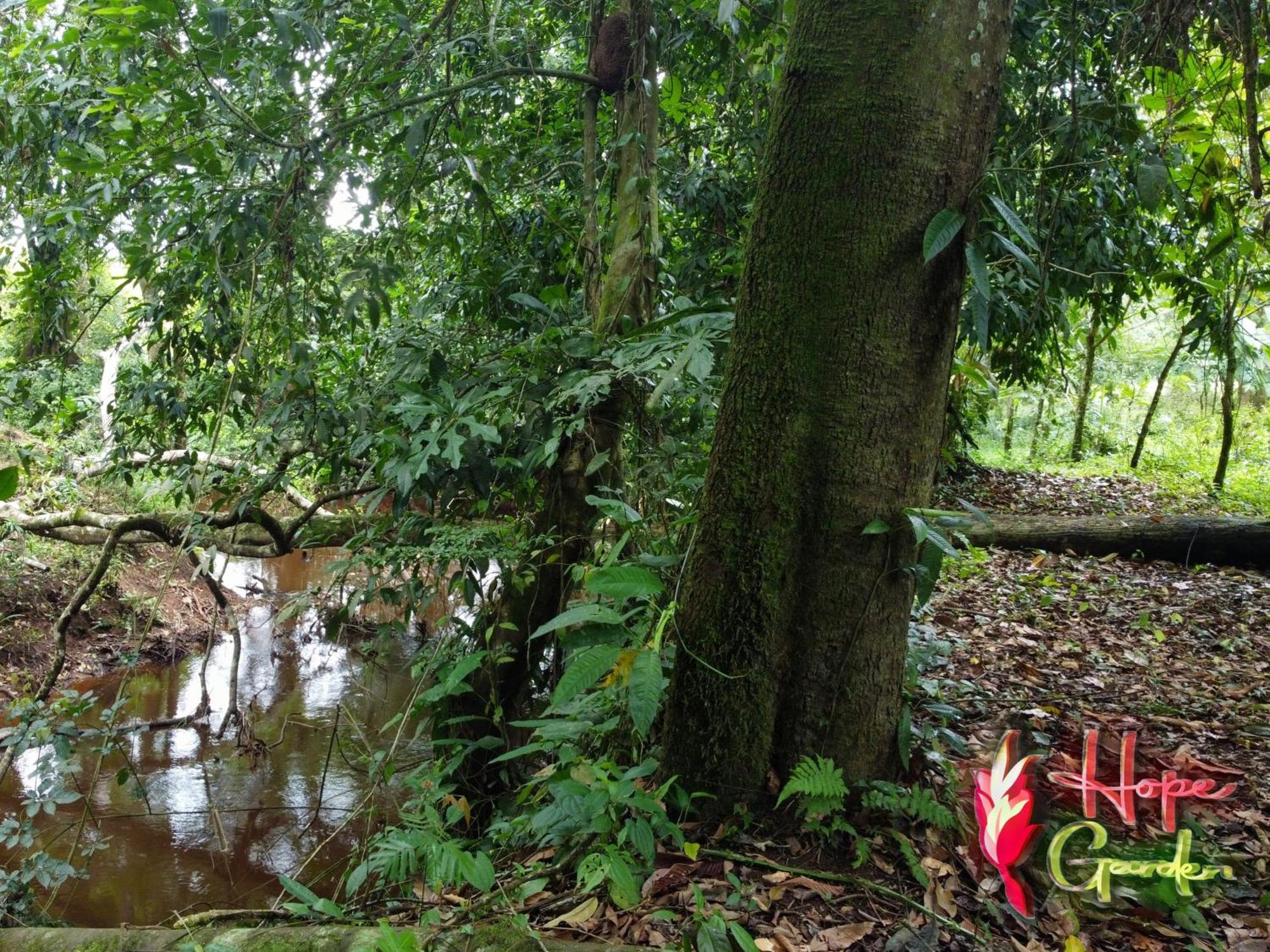 Hope Garden, Sarapiqui, We Connect You With The Sarapiqui Tropical Forest Екстериор снимка