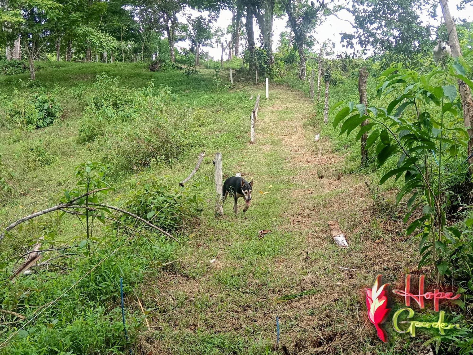 Hope Garden, Sarapiqui, We Connect You With The Sarapiqui Tropical Forest Екстериор снимка